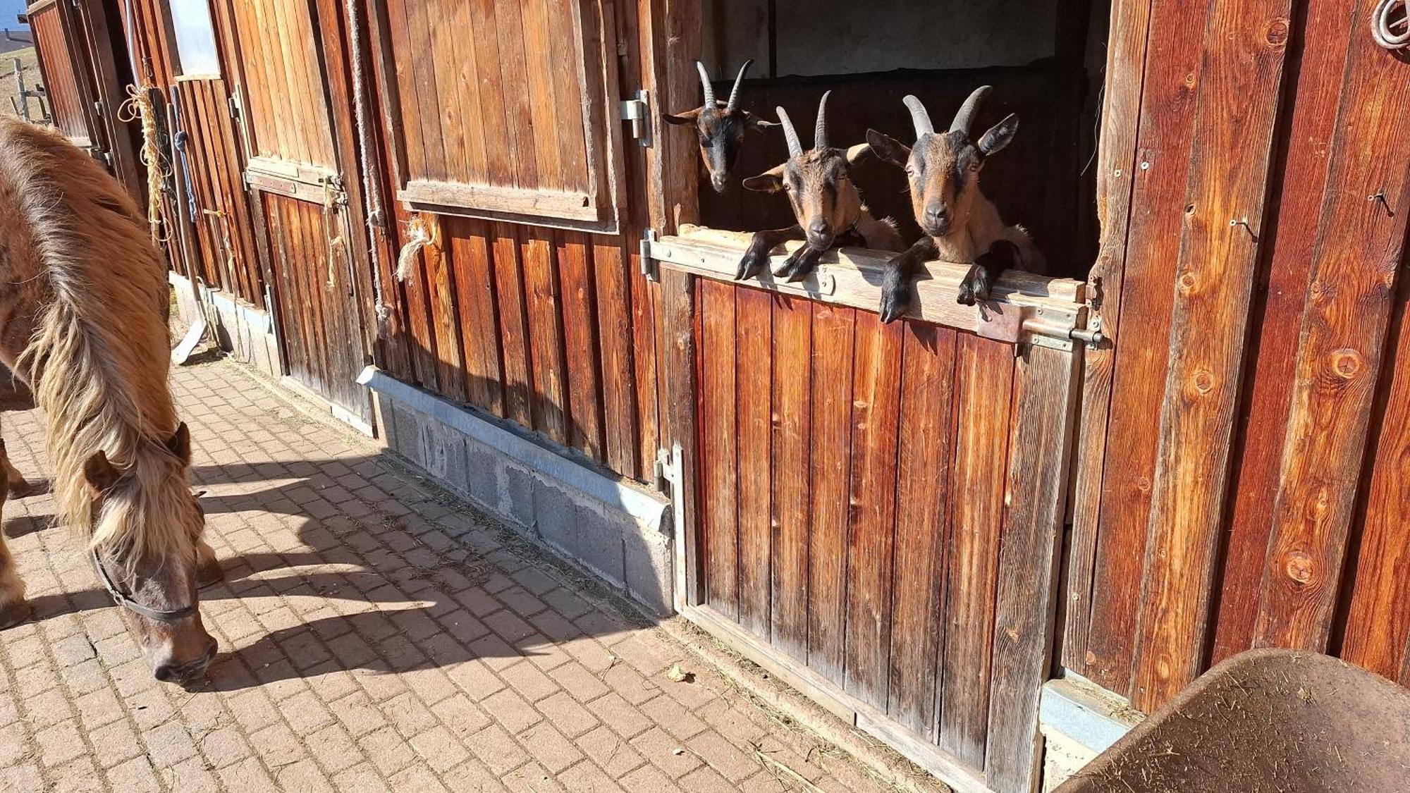 Schwarzwaldstube Daire Titisee-Neustadt Dış mekan fotoğraf